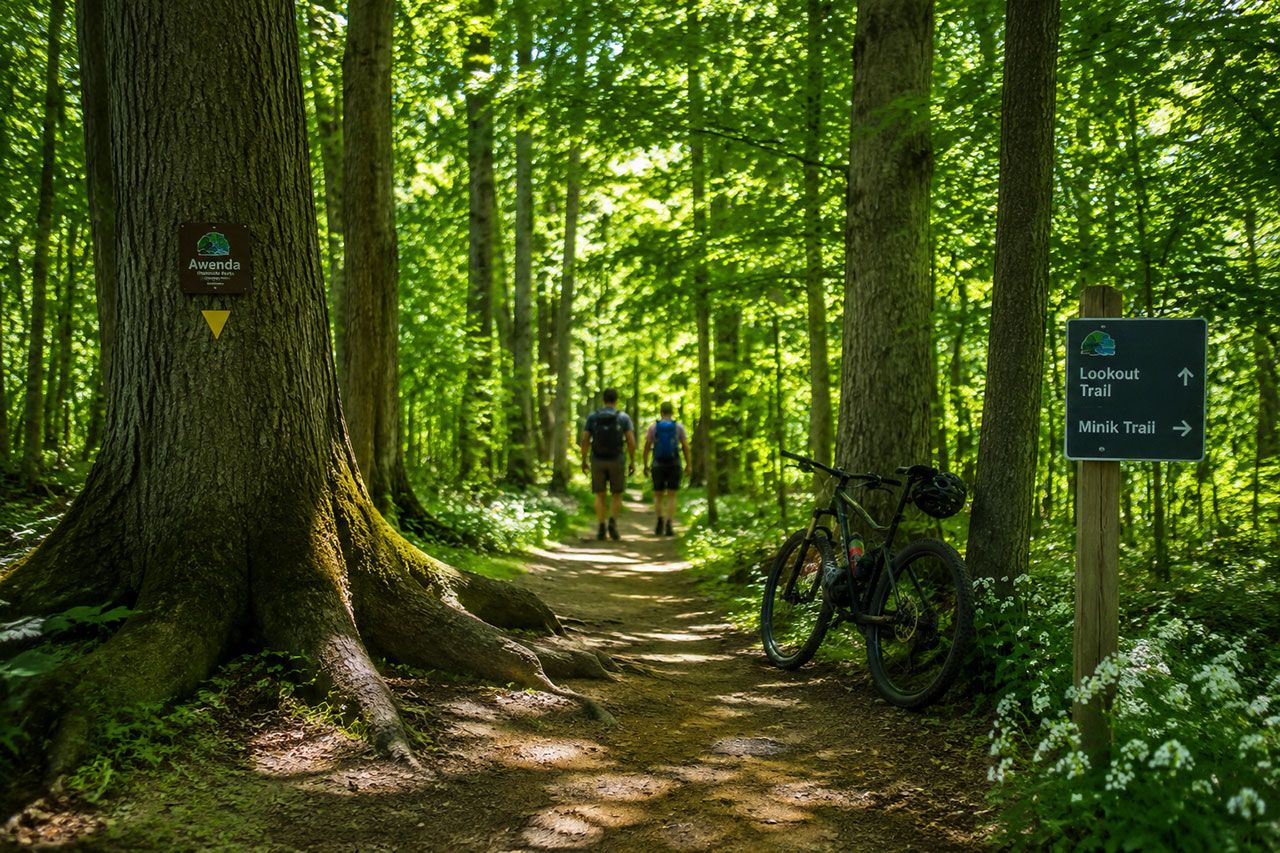 Trail scene from Awenda Provincial Park showing well-maintained hiking path winding through ancient hardwood forest with massive old-growth maple, beech, and oak trees, dappled sunlight creating dramatic light patterns on forest floor, trail markers or signage visible, mountain bikes leaning against tree or hikers with backpacks in middle distance, rich green foliage, forest understory with ferns and wildflowers, sense of depth and wilderness, peaceful natural environment, professional outdoor recreation photography.
